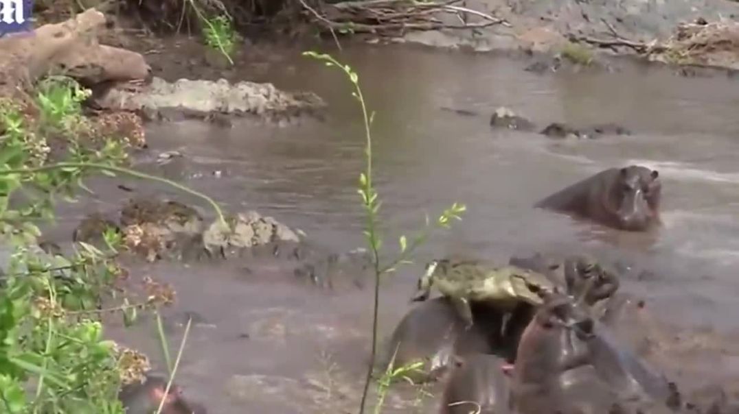 CRAZIEST ANIMAL FIGHTS !