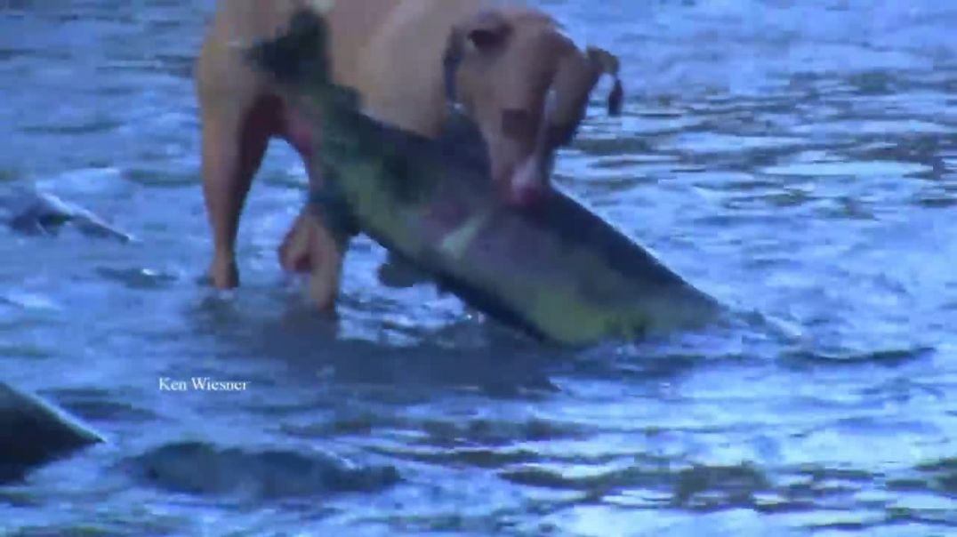 Dogs catch huge salmon Dogs !