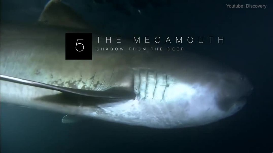 Megamouth Sharks---Natural