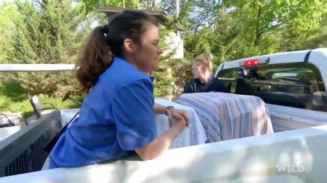 The Barking Deer---Geo