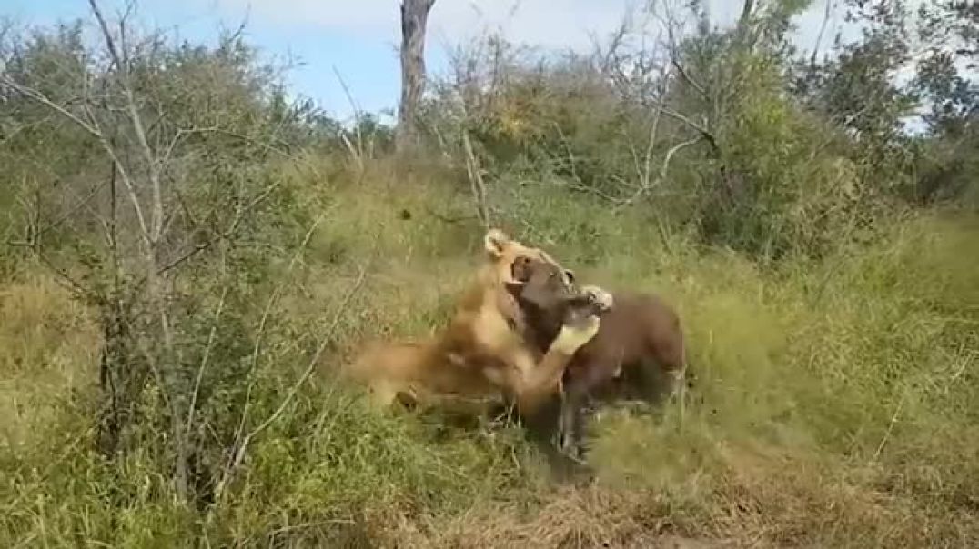 Buffalo Takes Down Lion!
