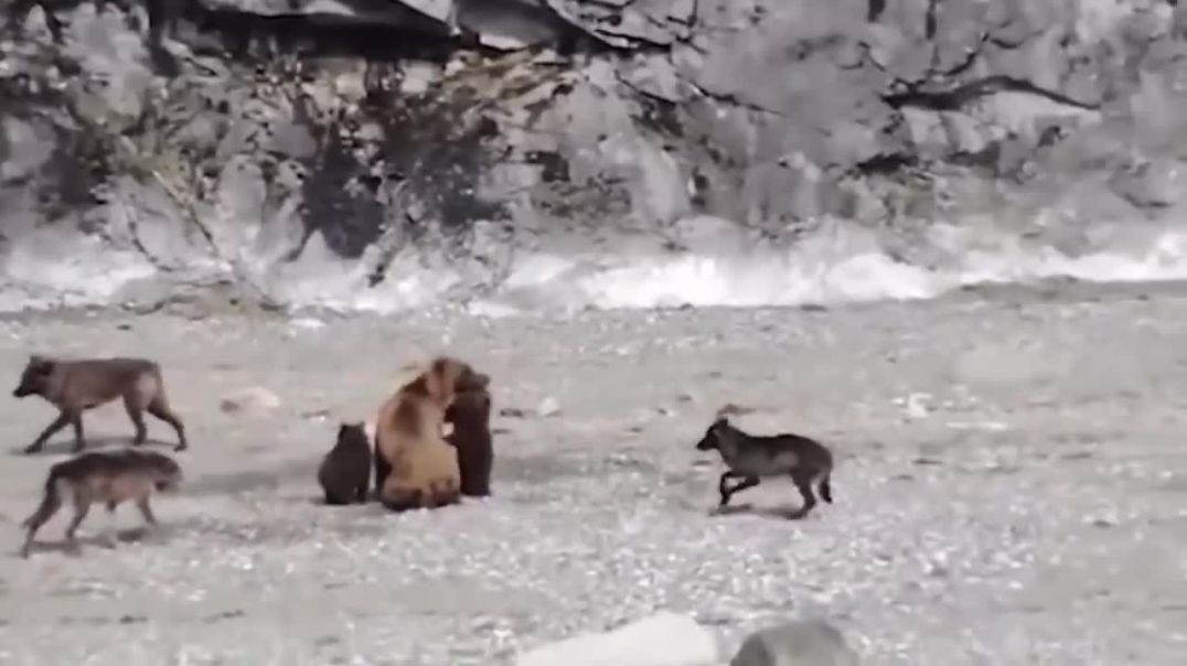 Craziest Animal Fights !