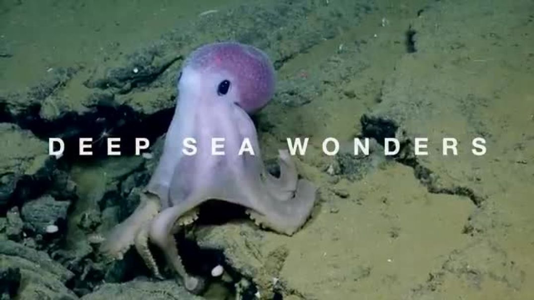 Cephalopods----Natural