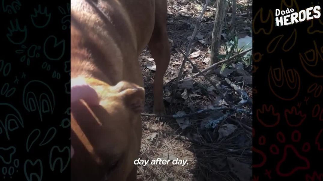 Woman Made efforts To Get Stray Pittie To Trust Her ----Dodo