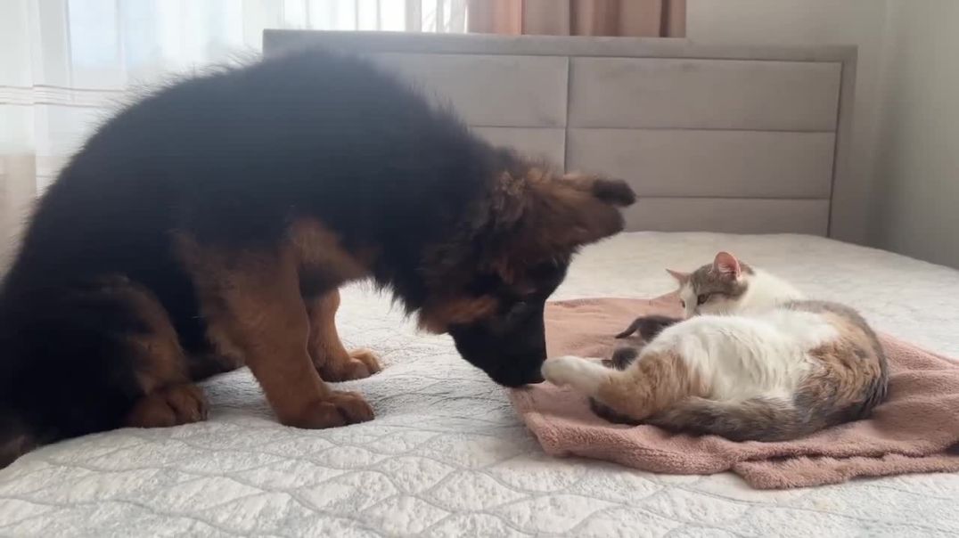 German Shepherd Meets Mom Cat with Newborn Kittens !