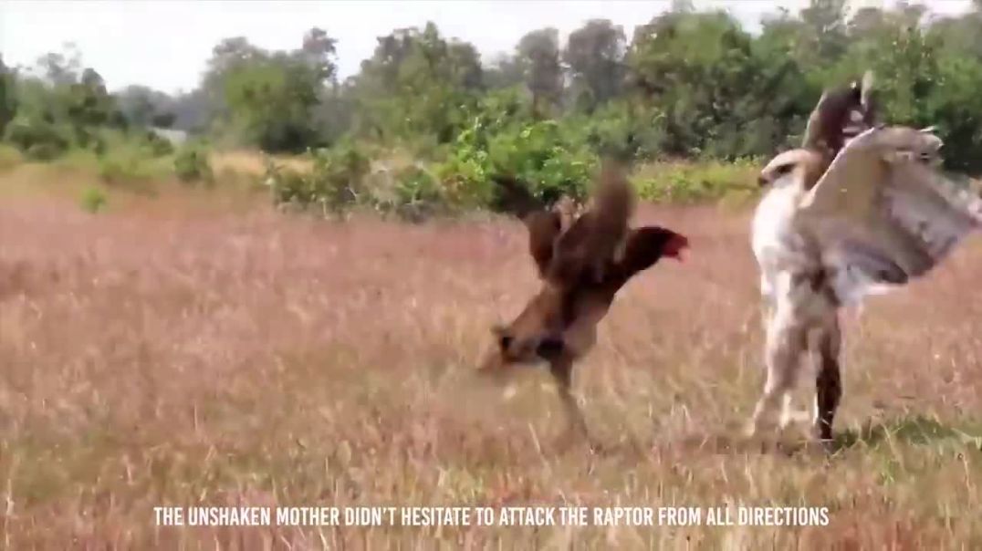 When Pet Hen Saved Her kid From Eagle !