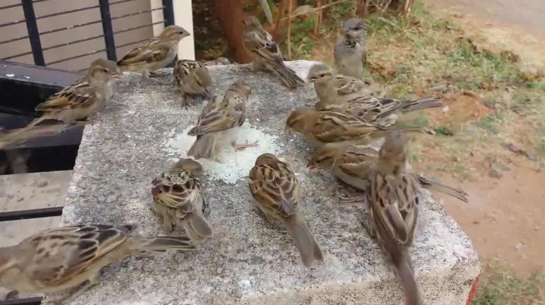 Save Sparrow Birds