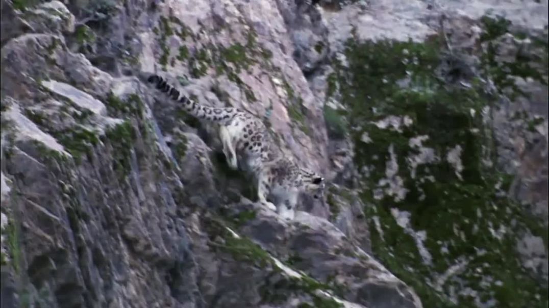Snow Leopard Attack Mountain goat and yak