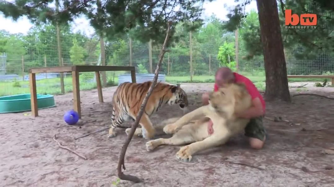 Big Cat Enthusiast Owns Six Tigers And Two Lions