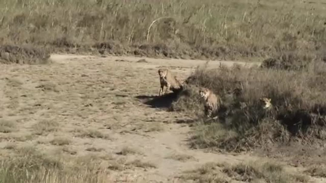 Serval Vs Cheetahs ------Wild