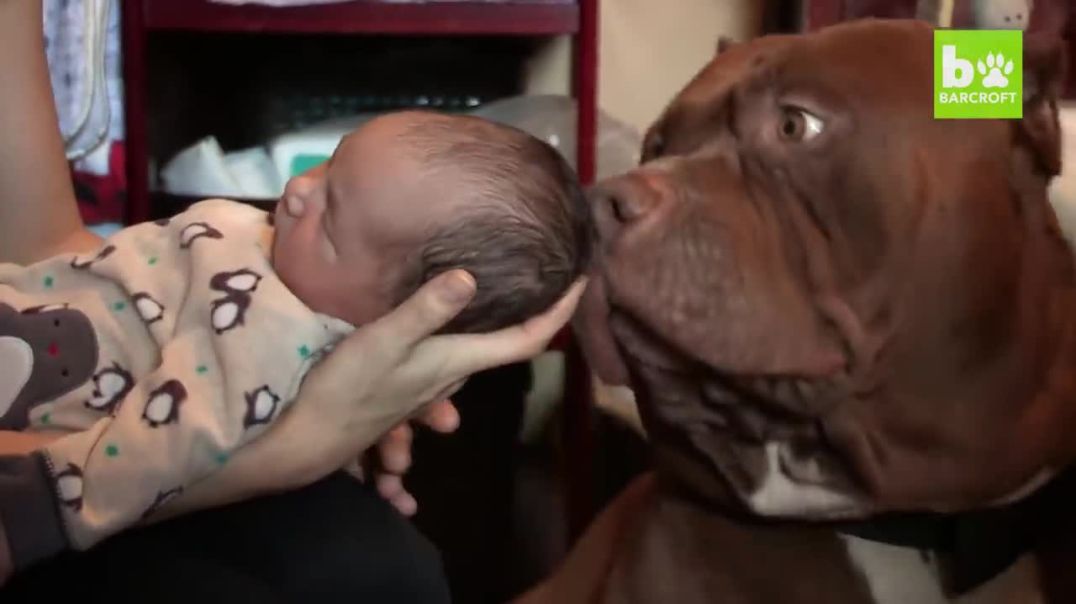 Giant Pit Bull And The Newborn Baby---Pet