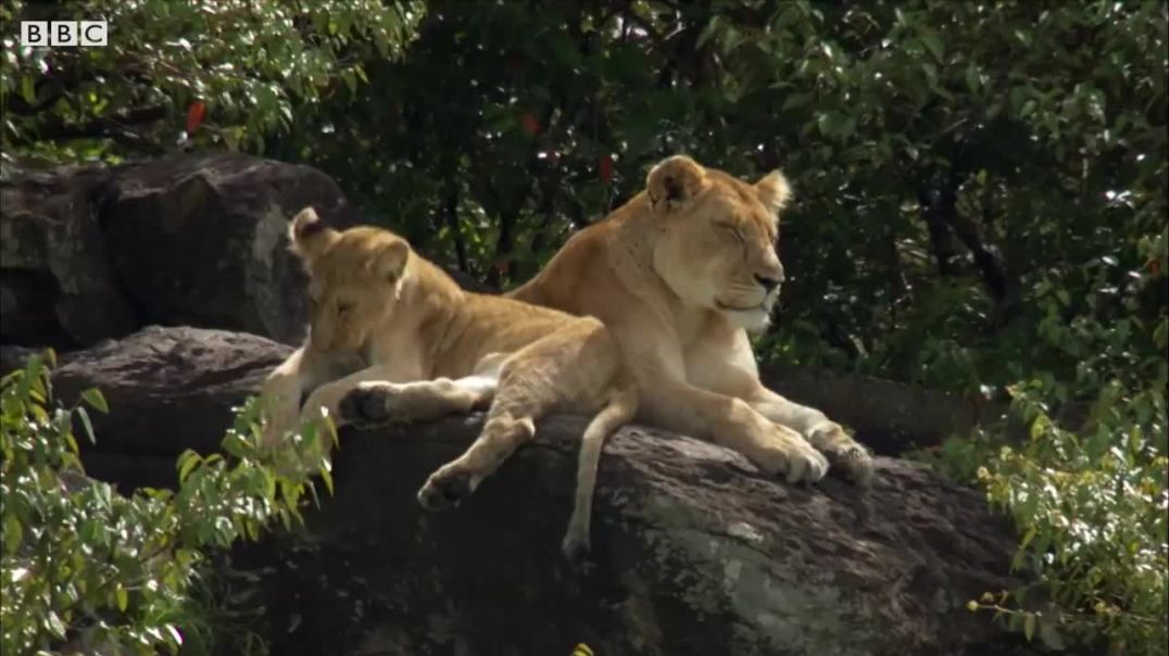 Mother Lioness Hunts Warthog _ Wild life