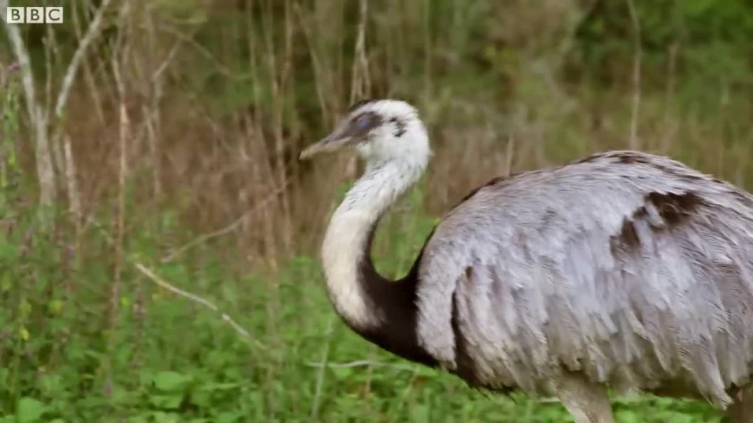 Take Flight with South American Birds _ The Wild Place _ Relax With Nature _ BBC Earth