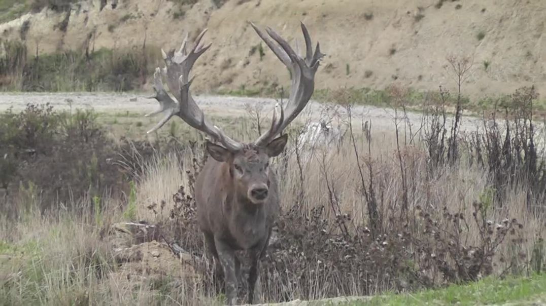 Red Stag roaring----wild