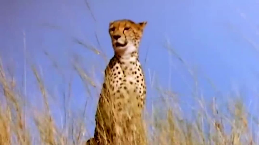 Five Cheetah vs Wildebeest---Wild