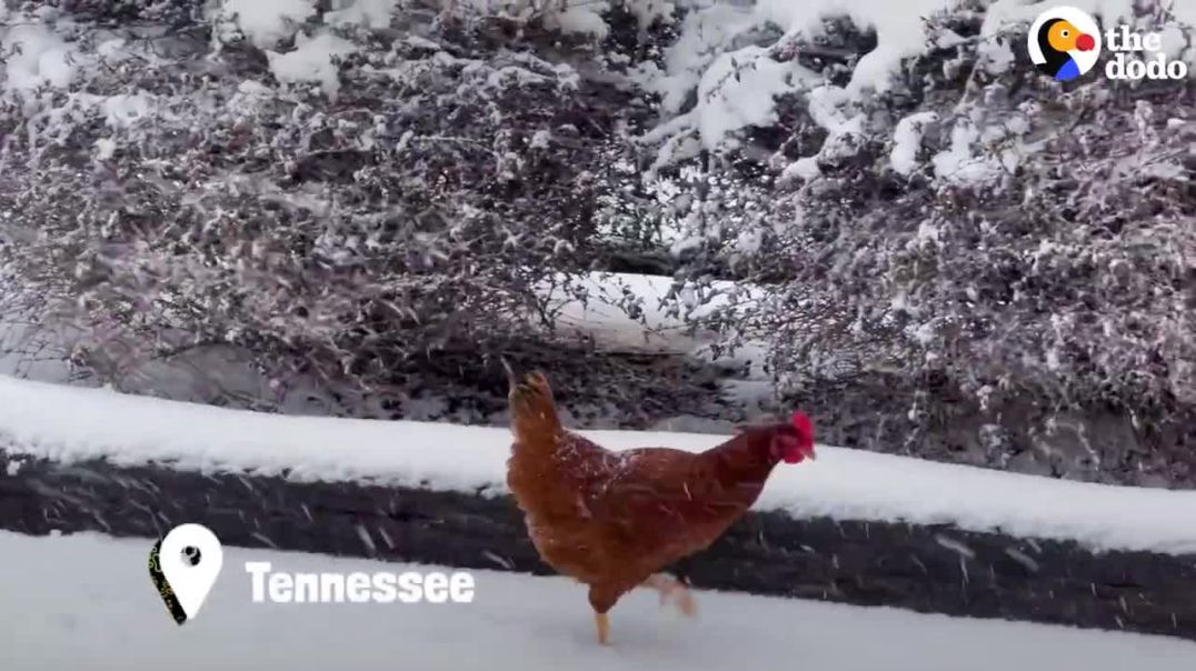 Weatherman Rescues A Chicken Caught In A Blizzard !