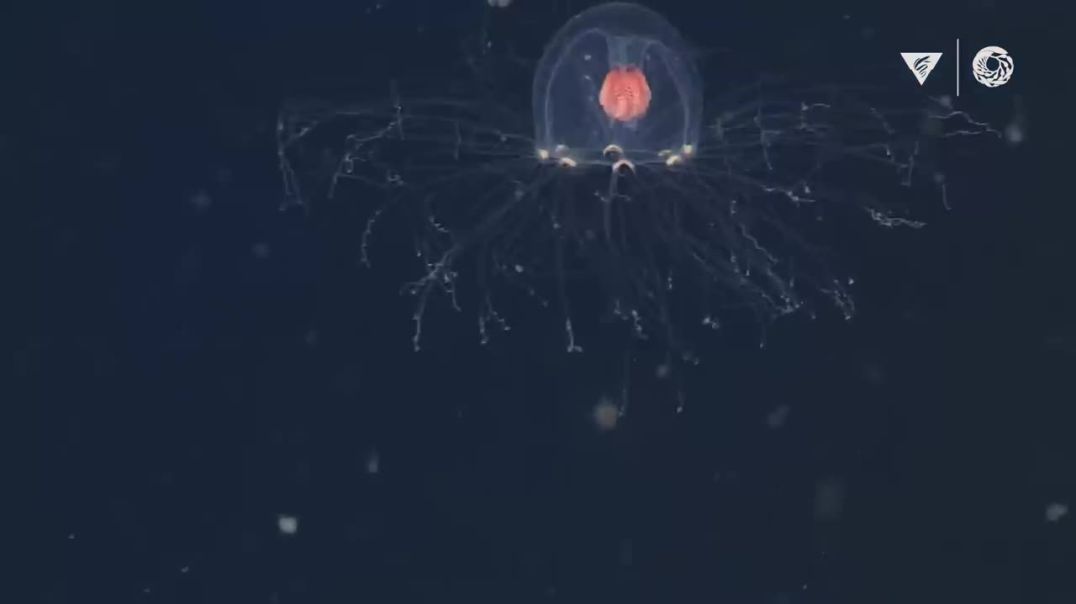 Into The Deep--Natural