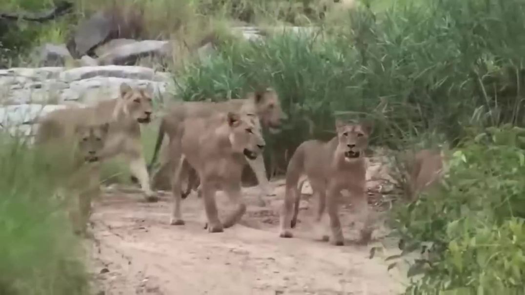 Crocodile Is King Of The River and Lion Is King Of The Grasslands!