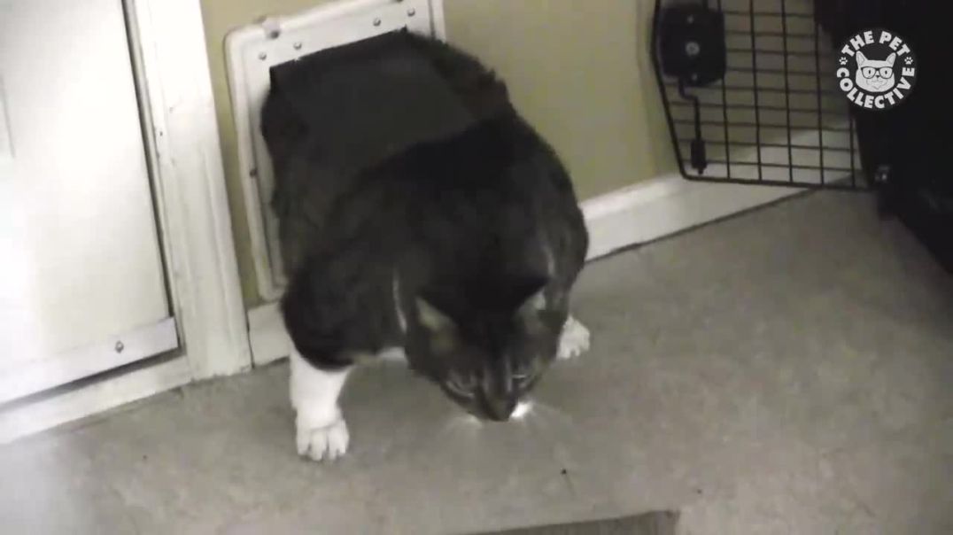 Funny Pet Video Compilation !