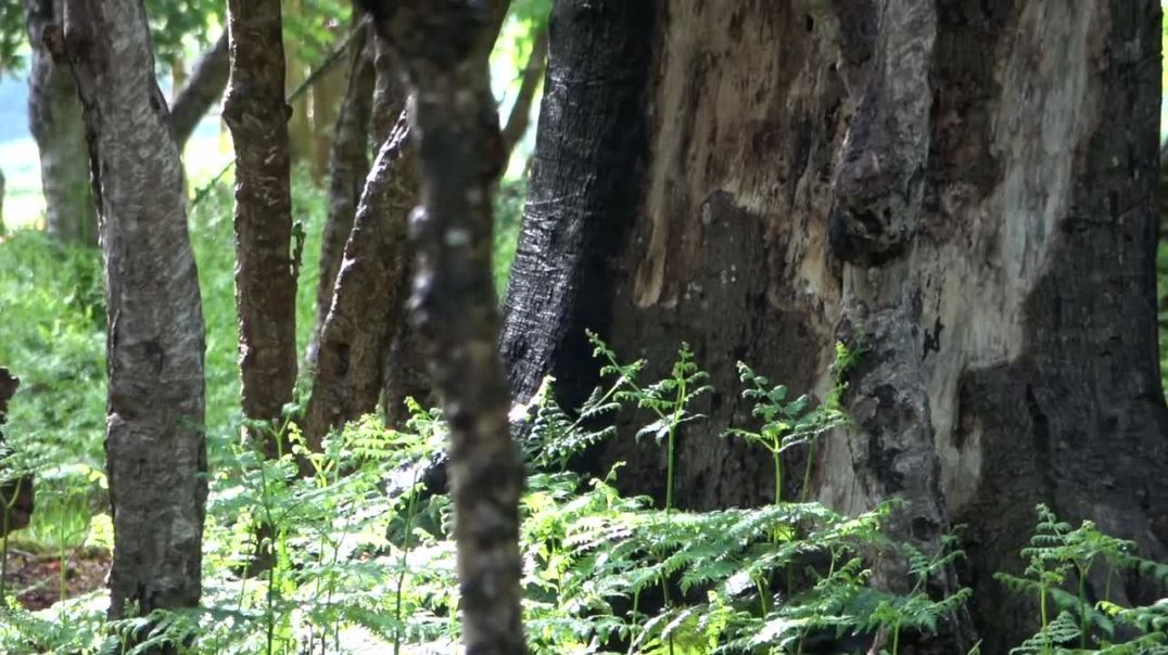 The Whisper of the Woods--Natural