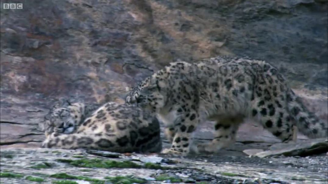 Snow Leopard -Ghost Of The Mountain !