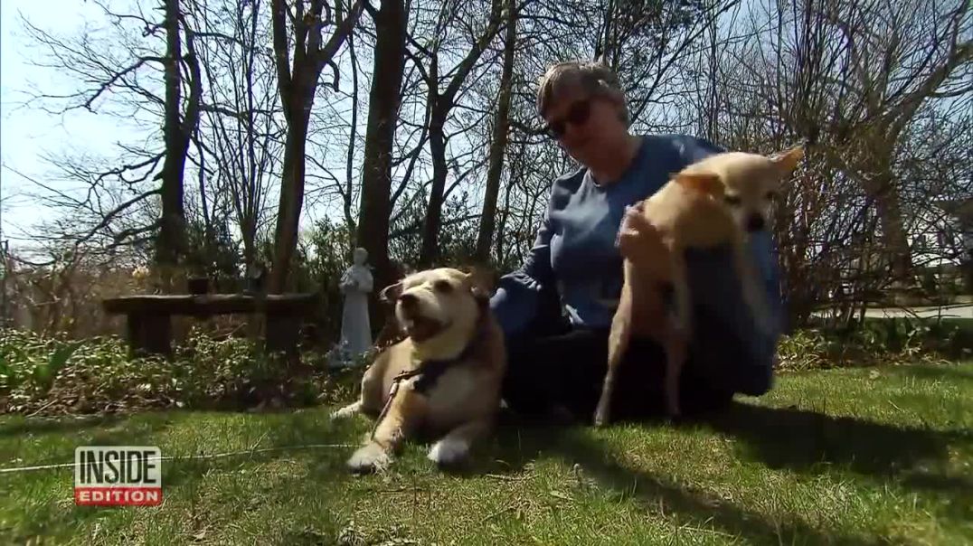 Dogs  Defend Owner During Home Invasion !