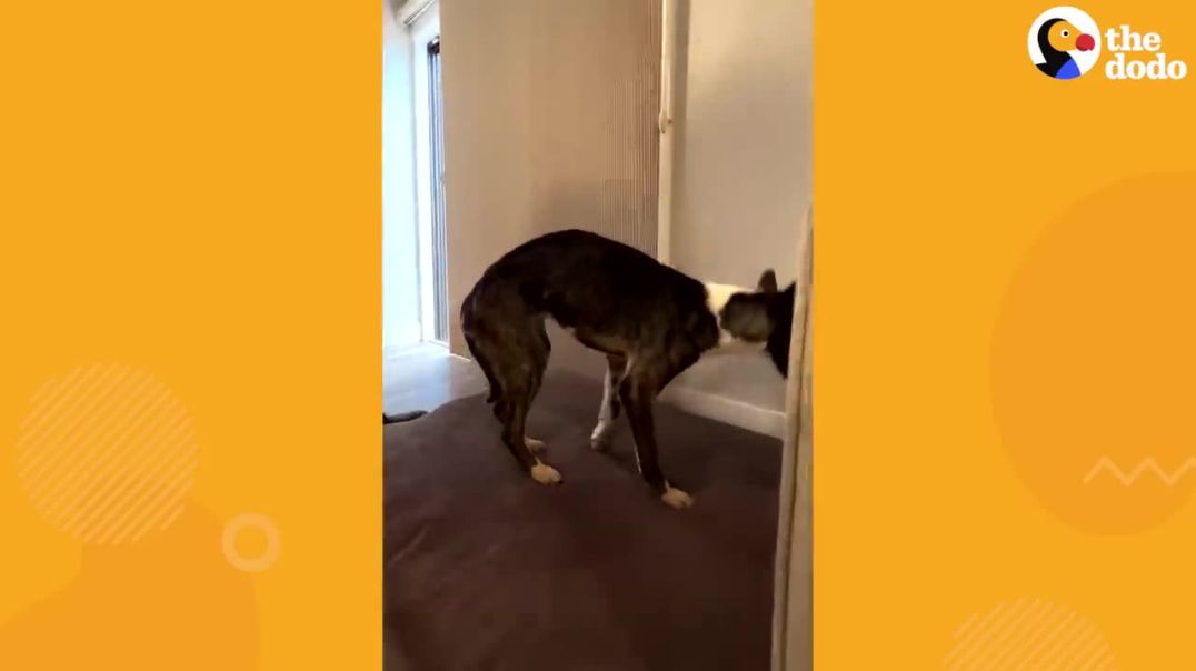 Skinny Rescue Dog Finds A Home ------ Dodo