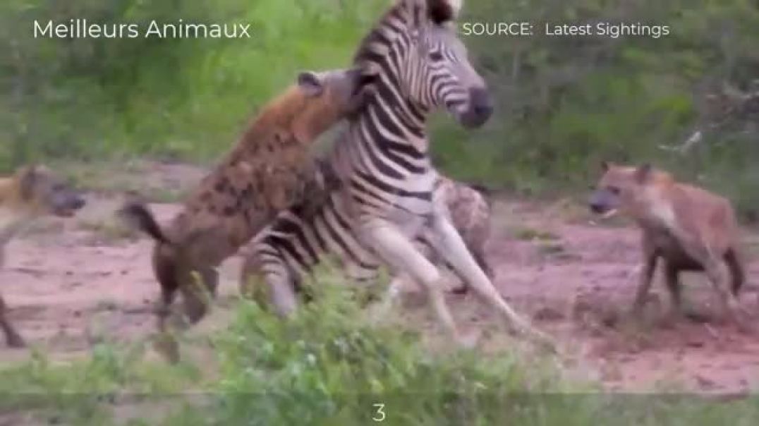 Lions Attack Zebra !