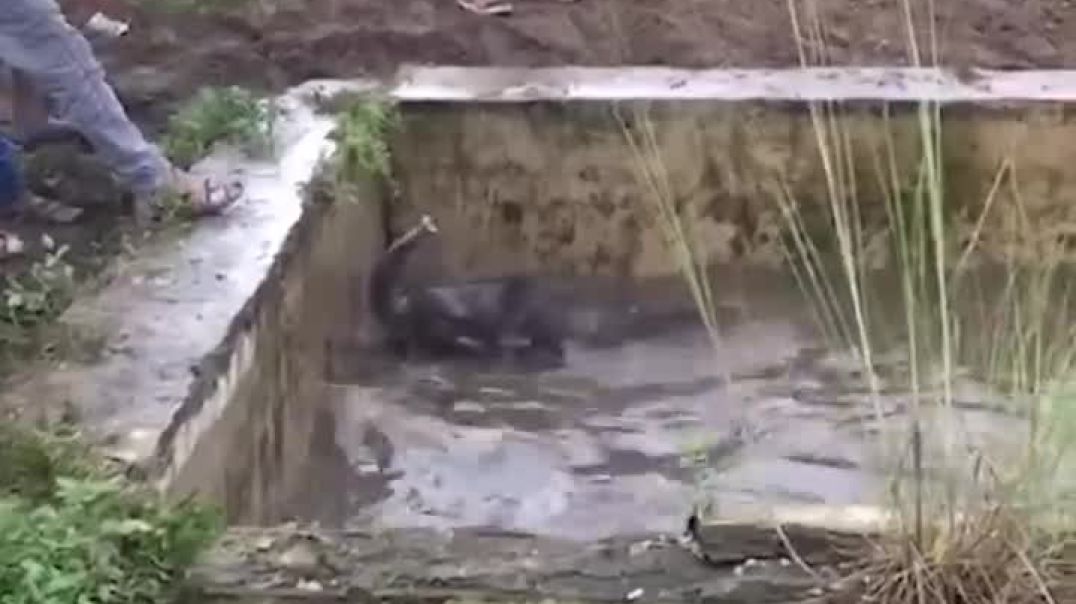Elephant mom fights off excavator----Animal