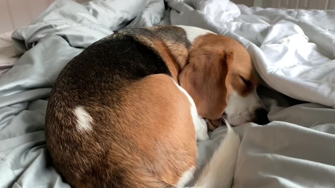 How my beagle wakes me up---Pet dog