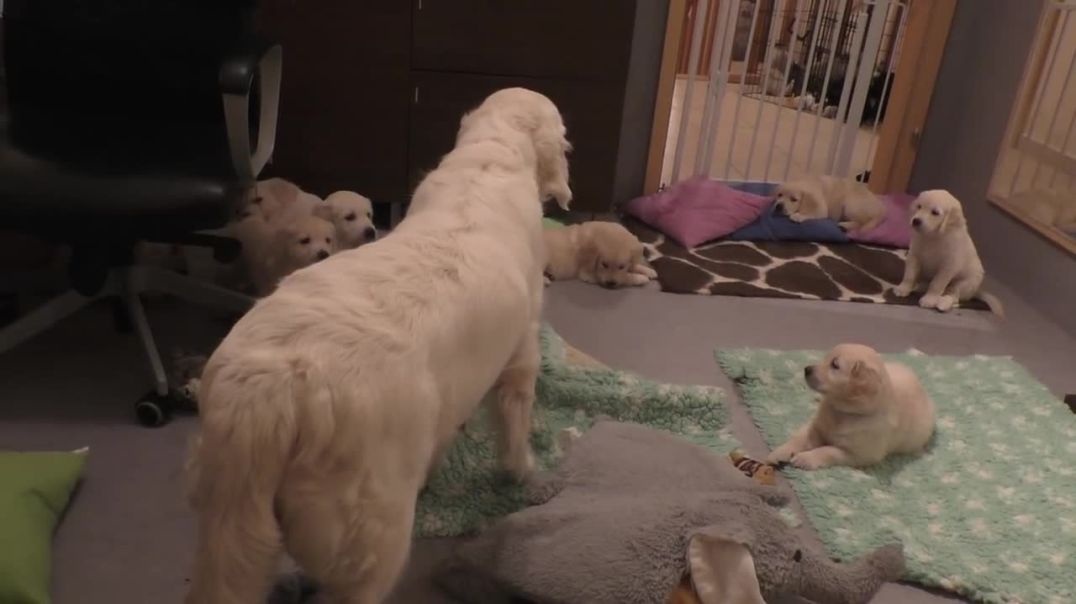 dog mother teaches her puppies to be calm---Pet dog