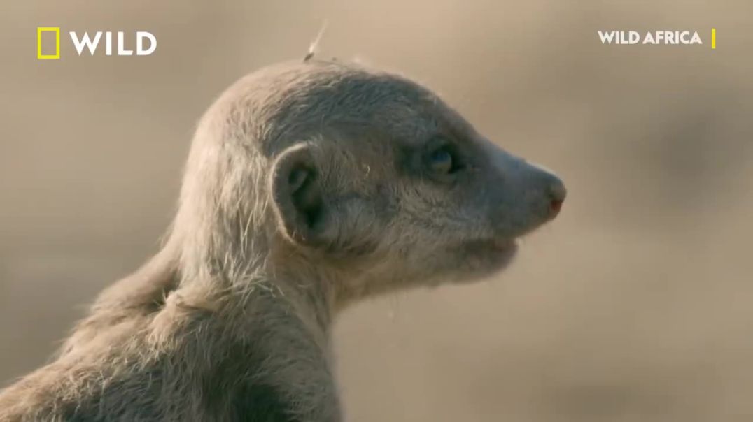 Cobra Vs Meerkat Fight !