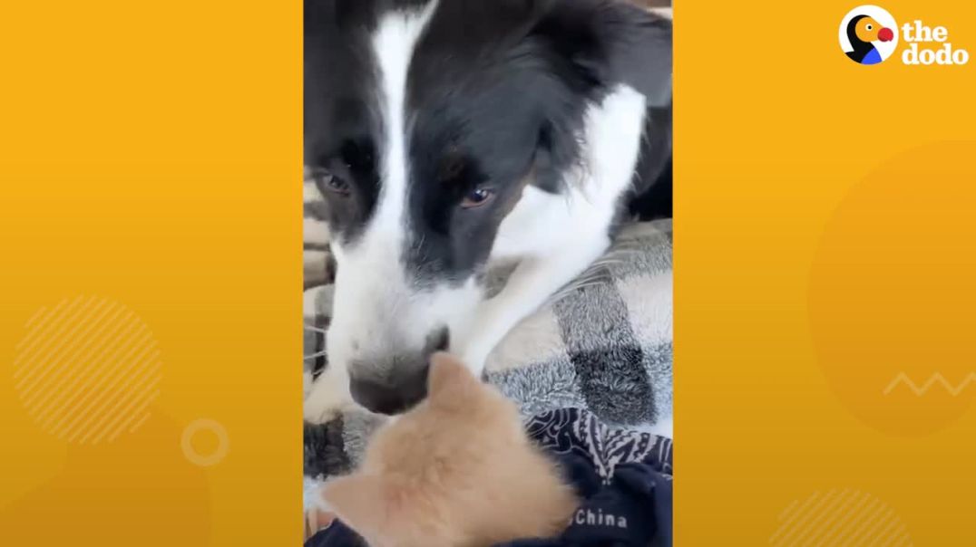 Dog Scared Of Kittens !