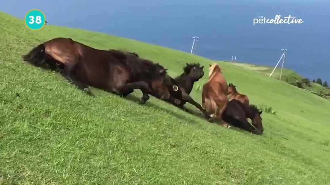 Best Pets Of The Week !