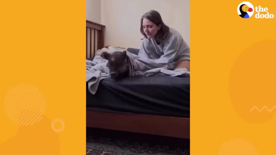 Pig Opens His Rat Siblings-__Dodo