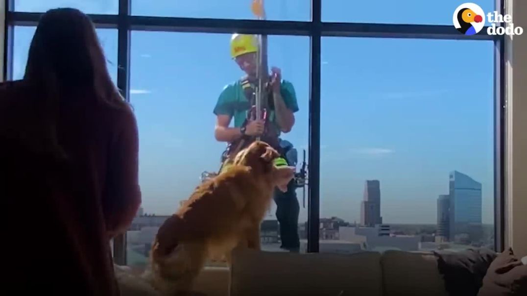 Dog Befriend Every Stranger ---pet