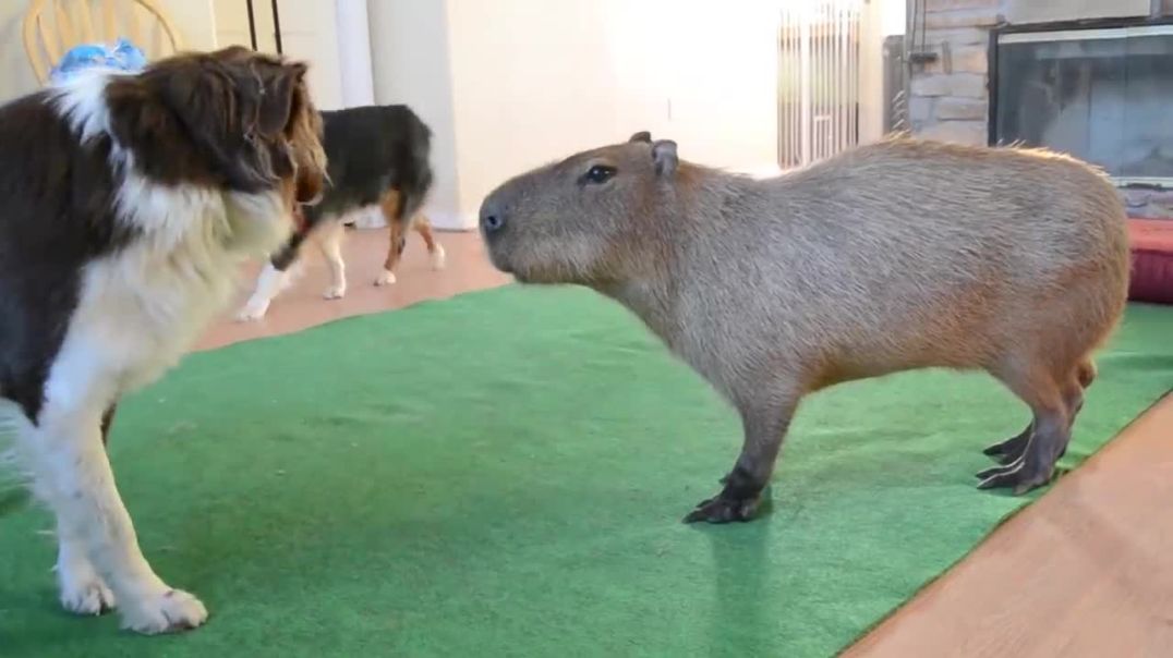 Dog and Capybara
