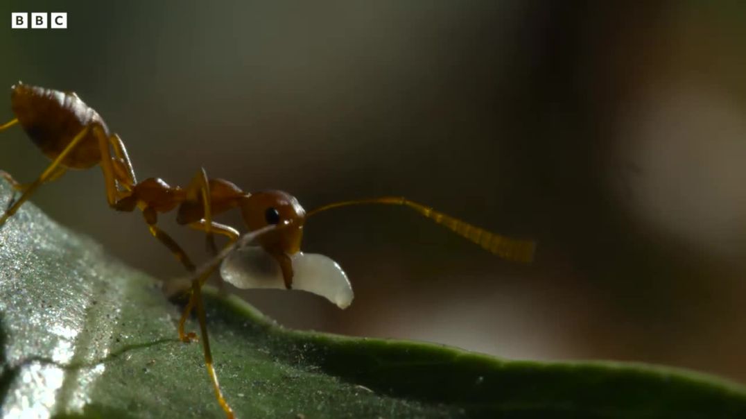 Weaver Ants Use Their Children as Cement !
