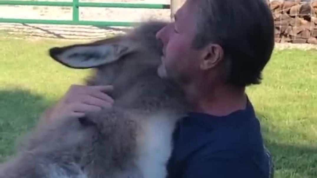 Donkey Loves Sitting In Lap---Animals