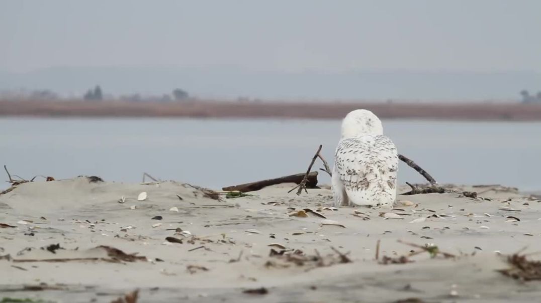 Snowy Owl vs Peregrine Falcon