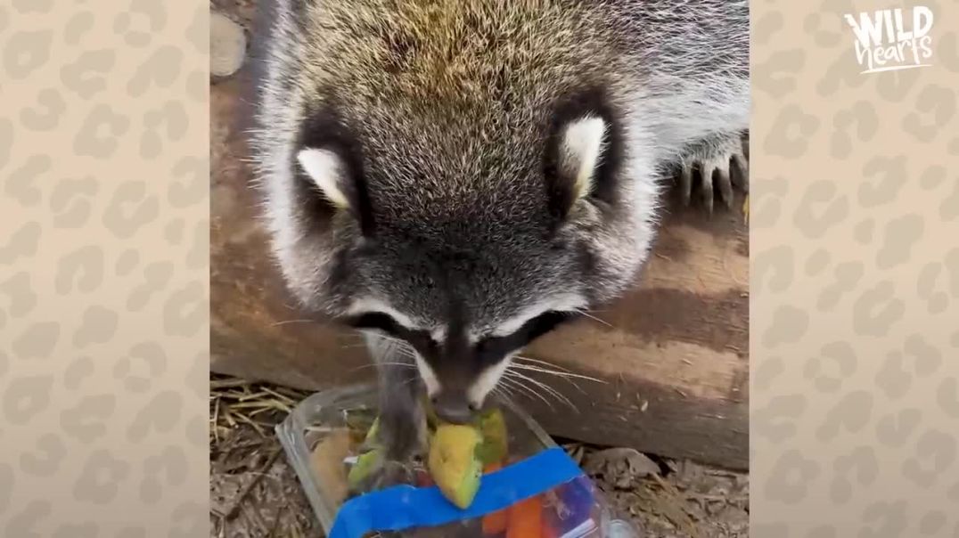 Obese Raccoons Go On A Diet -----Dodo