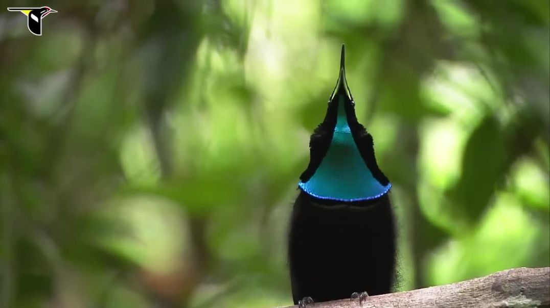 Magnificent Riflebird--Birds