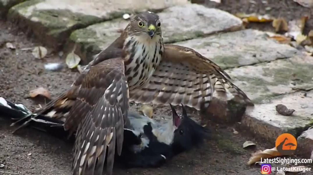 Hawk Tries to Kill Cuckoo----- Bird