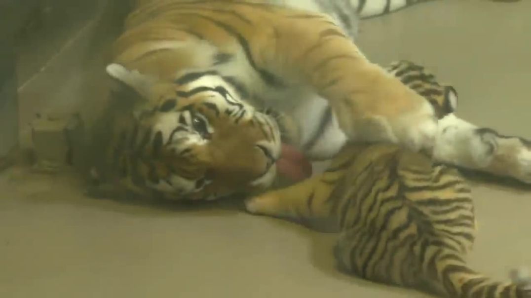 Tiger cub playing with mom, Tiger cubs at the Yorkshire wil…