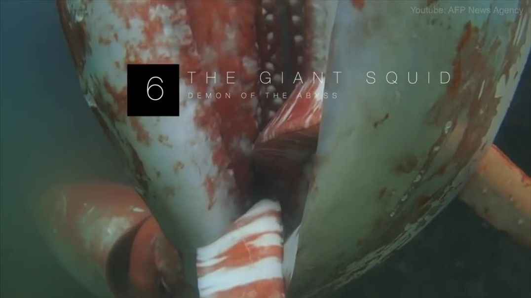 The Giant Squid----animals