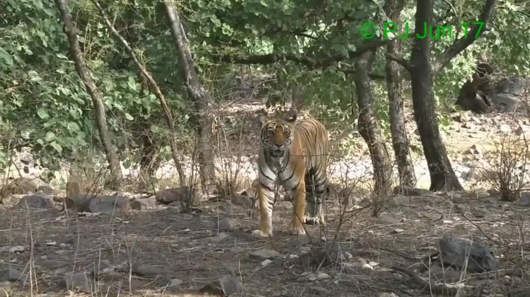 The Ambush: Tigress Treed the Leopard--wild