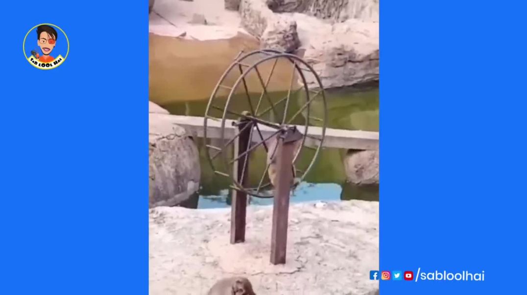 Summer Vacations Fun and Frolic--Lool comedy