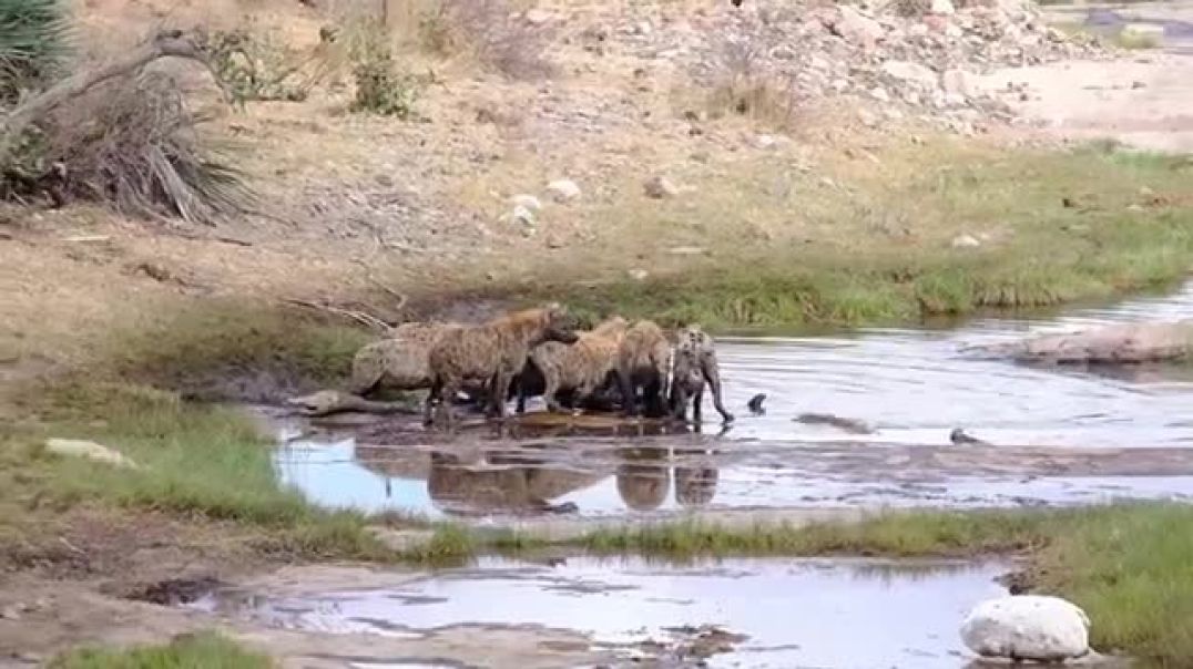Male Lions Reign Supreme: Hyenas Scattered in Fear!