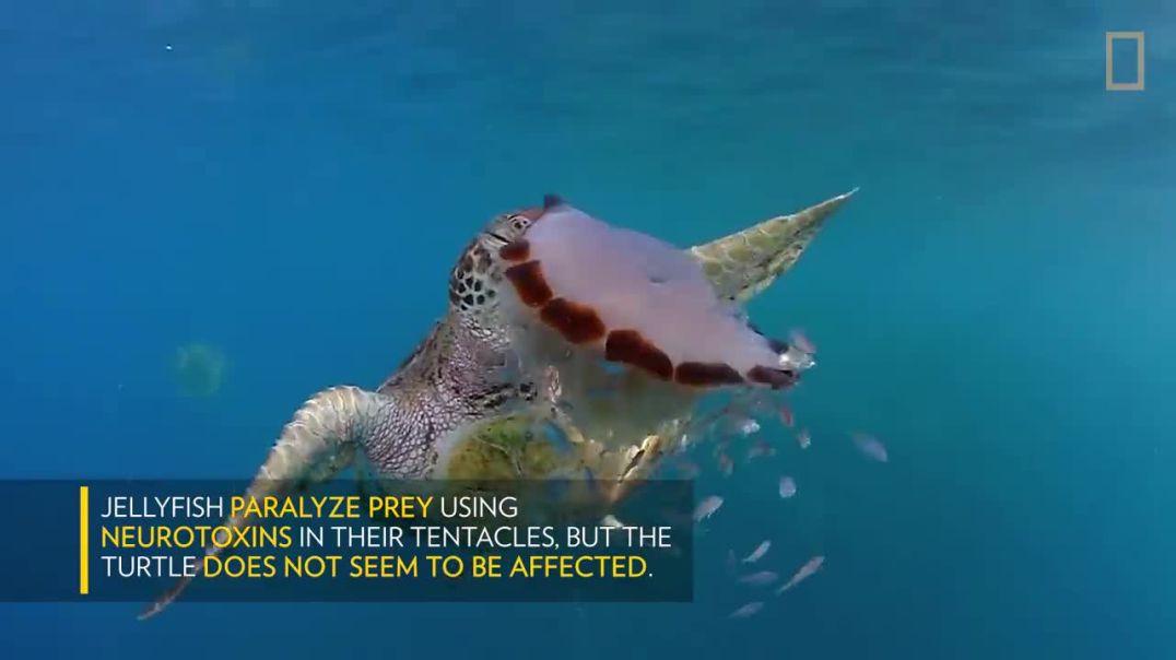 Watch a Sea Turtle Eat a Jellyfish Like Spaghetti in Stunning Video !