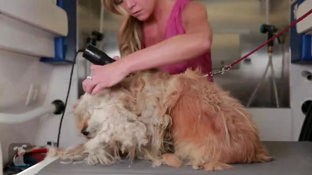 From Rags to Riches: A Homeless Dog's Incredible Transformation--pet